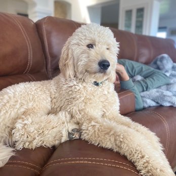 CanineJulz - Hank the doodle - Pet Training Near Me CanineJulz - Hank the doodle - Pet Training Near Me