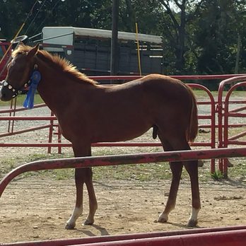 Ironhorse Farm - Cutest baby boy on farm - Horse Boarding Near Me - Resaca, Georgia