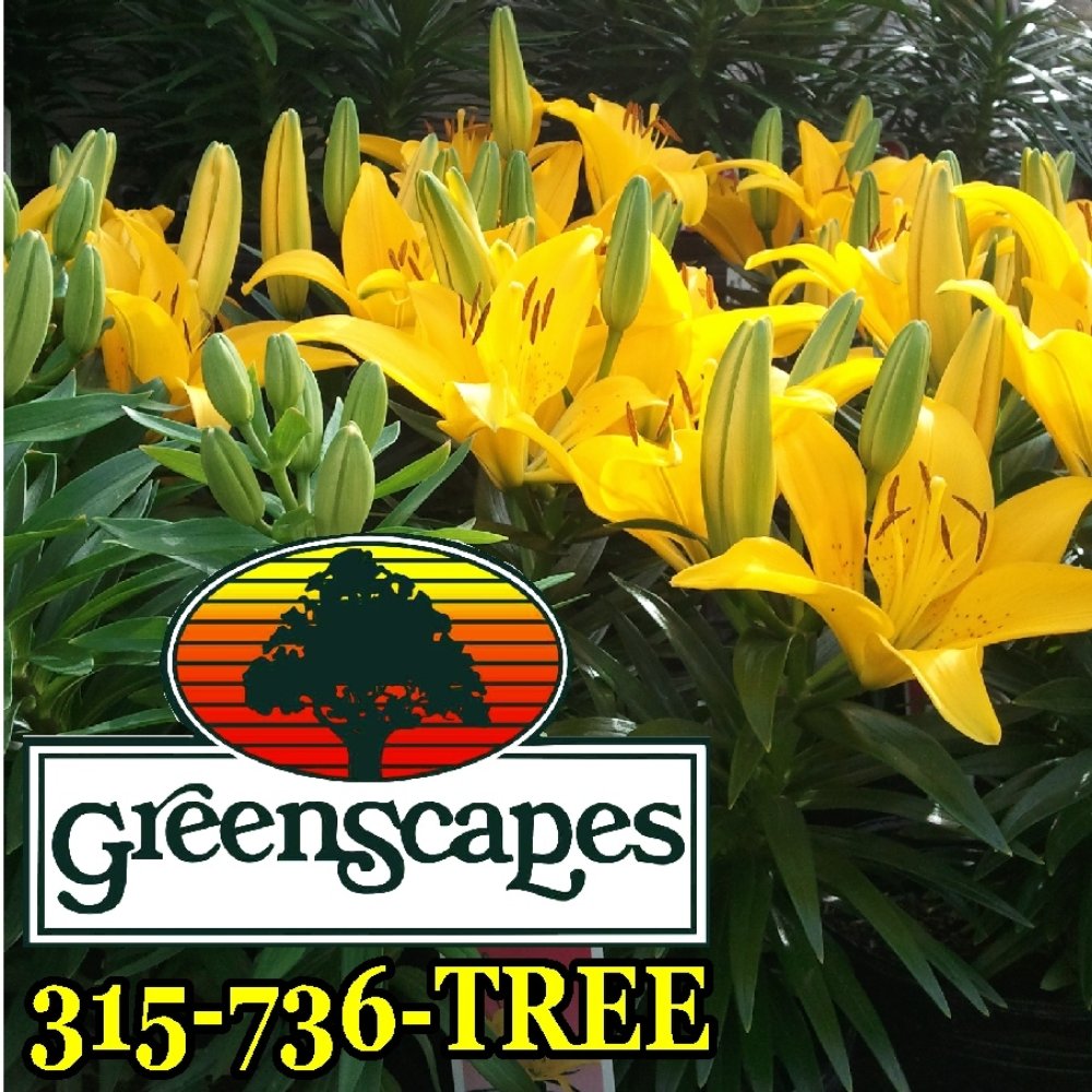 Coriale Flowers Utica New York Best Flower Site