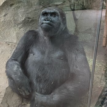Franklin Park Zoo - Zoos Near Me - Boston, Massachusetts Franklin Park Zoo - Zoos Near Me - Boston, Massachusetts