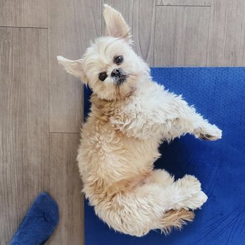 Muttserati - Pet Groomers Near Me - Woodland Hills, California Muttserati - Pet Groomers Near Me - Woodland Hills, California