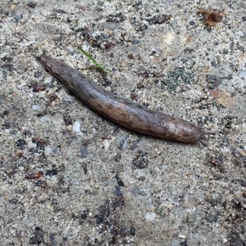 Rock Hill Camp - A big, cute Slug just slugging along - Summer Camps Near Me - Mahopac, New York Rock Hill Camp - A big, cute Slug just slugging along - Summer Camps Near Me - Mahopac, New York