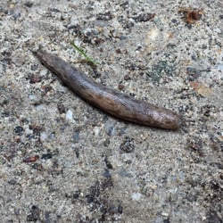 Rock Hill Camp - A big, cute Slug just slugging along
