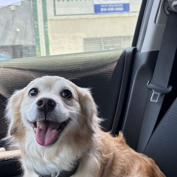 Fluffology - Pet Groomers Near Me - North Hollywood, California