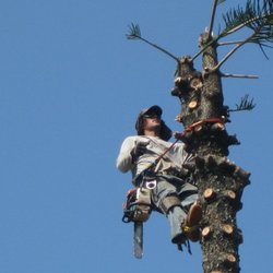 Tree Concepts
