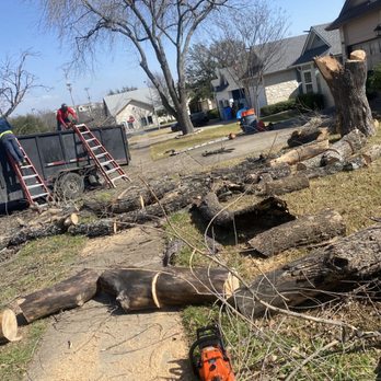 Jose Tree Service - Tree Services Near Me Jose Tree Service - Tree Services Near Me