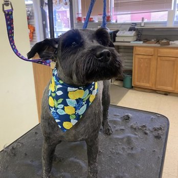 Pet Zone Dog Grooming - Schnauzer hair cut - Pet Groomers Near Me - Salem, Ohio Pet Zone Dog Grooming - Schnauzer hair cut - Pet Groomers Near Me - Salem, Ohio