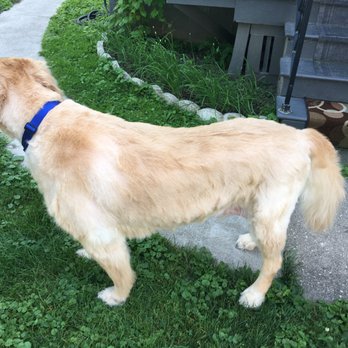 The Dog Shop - Cut past protective coat and patches everywhere - Pet Groomers Near Me - Geneva, New York