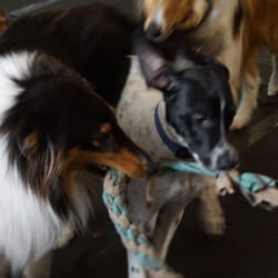 Waggin Tails Doggie Daycare