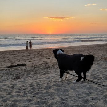 My Best Friend Obedience - Pet Training Near Me - Chatsworth, California My Best Friend Obedience - Pet Training Near Me - Chatsworth, California