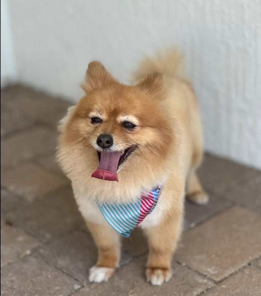 USA PET GROOMING Updated July 2024 14 Photos Katy, Texas Pet