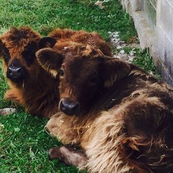 Zedland Farm