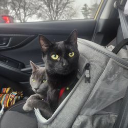 Upstate Animal Medical Center