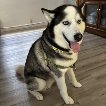 Ak-Sar-Ben Grooming Salon - Pet Groomers Near Me - Cypress, California