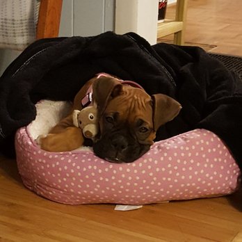 Forrest Vet Clinic - Cuddle buddy - Veterinarians Near Me - Clanton, Alabama Forrest Vet Clinic - Cuddle buddy - Veterinarians Near Me - Clanton, Alabama