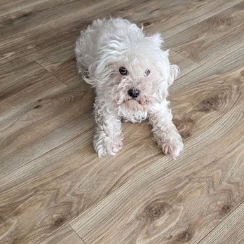 Bigdogsandcats - Before - Pet Groomers Near Me - Downey, California Bigdogsandcats - Before - Pet Groomers Near Me - Downey, California
