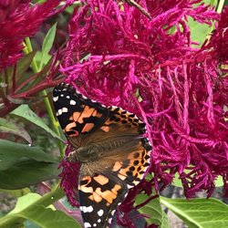 Teter Retreat and Organic Farm - Butterfly in the Teter cutting garden