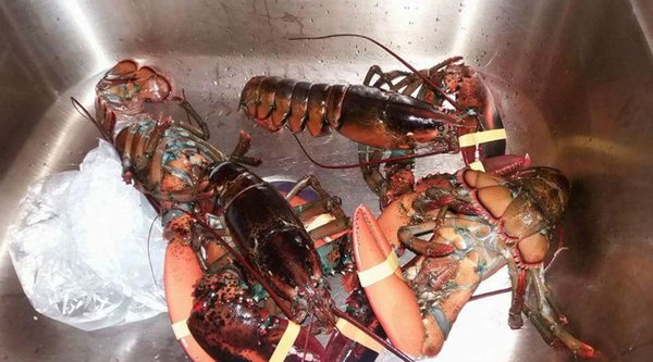 Free Range Fish & Lobster by null