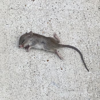 CubeSmart Self Storage - Rats, chewed up boxes and rat droppings galore...courtesy of this storage company - Self Storage Near Me - Dallas, Texas CubeSmart Self Storage - Rats, chewed up boxes and rat droppings galore...courtesy of this storage company - Self Storage Near Me - Dallas, Texas