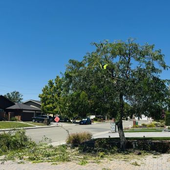 JMV Tree Service - The crew trimmed the tree - Tree Services Near Me - Hayward, California