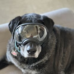 Both Ends of the Leash - Gus learning to wear UV protective goggles to prevent losing his vision due to an eye disease.