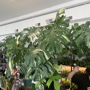 Sunnyside Plants - Monstera Thai Constellation - Nurseries & Gardening Near Me - Chicago, Illinois Sunnyside Plants - Monstera Thai Constellation - Nurseries & Gardening Near Me - Chicago, Illinois