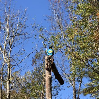 Hector Tree Service - Fascinating - Tree Services Near Me - Marietta, Georgia