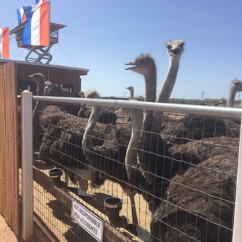 Rooster Cogburn Ostrich Ranch - Petting Zoos Near Me - Picacho, Arizona Rooster Cogburn Ostrich Ranch - Petting Zoos Near Me - Picacho, Arizona