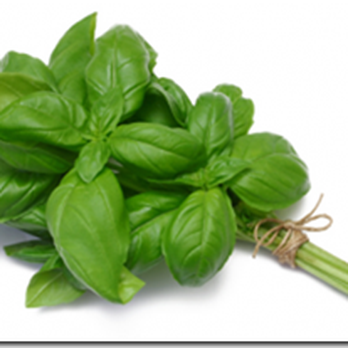 Garden Fresh Farms - a bunch of basil leaves - Farmers Market Near Me - Maplewood, Minnesota Garden Fresh Farms - a bunch of basil leaves - Farmers Market Near Me - Maplewood, Minnesota