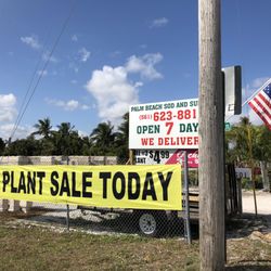 Palm Beach sod and supply