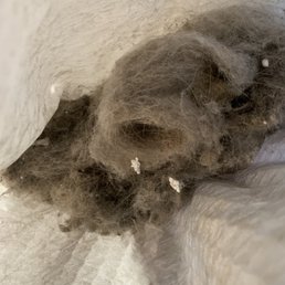 I vacuumed my stairs after they left! This is dirt from literally just the stairs. It is full of hairs and dog hairs from previous tenants! I vacuumed my stairs after they left! This is dirt from literally just the stairs. It is full of hairs and dog hairs from previous tenants!