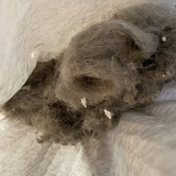 Wowzser Maids House Cleaning Services - I vacuumed my stairs after they left! This is dirt from literally just the stairs. It is full of hairs and dog hairs from previous tenants! - Home Cleaning Near Me - Costa Mesa, California Wowzser Maids House Cleaning Services - I vacuumed my stairs after they left! This is dirt from literally just the stairs. It is full of hairs and dog hairs from previous tenants! - Home Cleaning Near Me - Costa Mesa, California