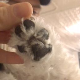 My dogs whole paw pad is peeling from the clipper cut or scissors. Horrible horrible place. My dogs whole paw pad is peeling from the clipper cut or scissors. Horrible horrible place.