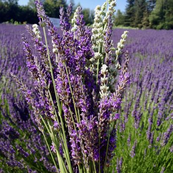 Columbia View Lavender Farm - July 2015. - Farms Near Me - Corbett, Oregon