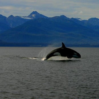 Whale Watch Alaska - Orca Resident killer whale salmon fishing. This whale was chasing a king salmon, both were jumping as fast as they could. I - Whale Watching Tours Near Me - Juneau, Alaska Whale Watch Alaska - Orca Resident killer whale salmon fishing. This whale was chasing a king salmon, both were jumping as fast as they could. I - Whale Watching Tours Near Me - Juneau, Alaska