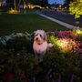 Photo of Yard Dawgs Lawn Service