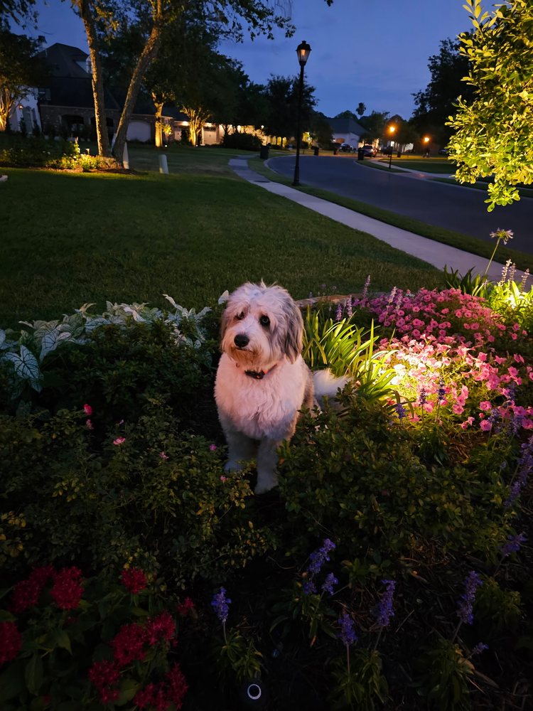 Yard Dawgs Lawn Service - tree service in Baton Rouge, LA