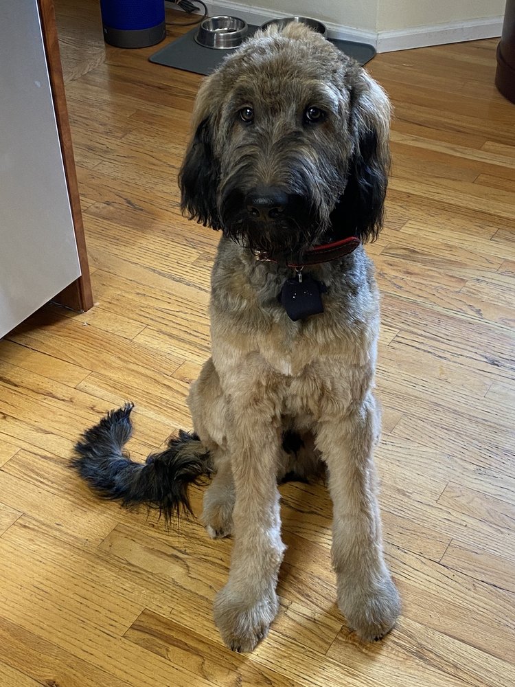 FUR THE LOVE OF DOG! 16 Photos 212 London Rd, Delaware, Ohio Pet