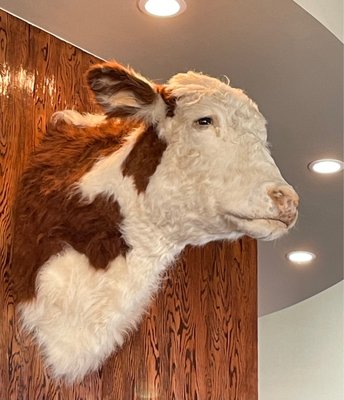 Sun Cattle Co. by null