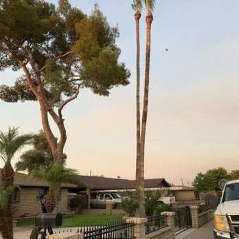 Lux Landscape Services - Palm trim and skin after - Landscaping Near Me Lux Landscape Services - Palm trim and skin after - Landscaping Near Me