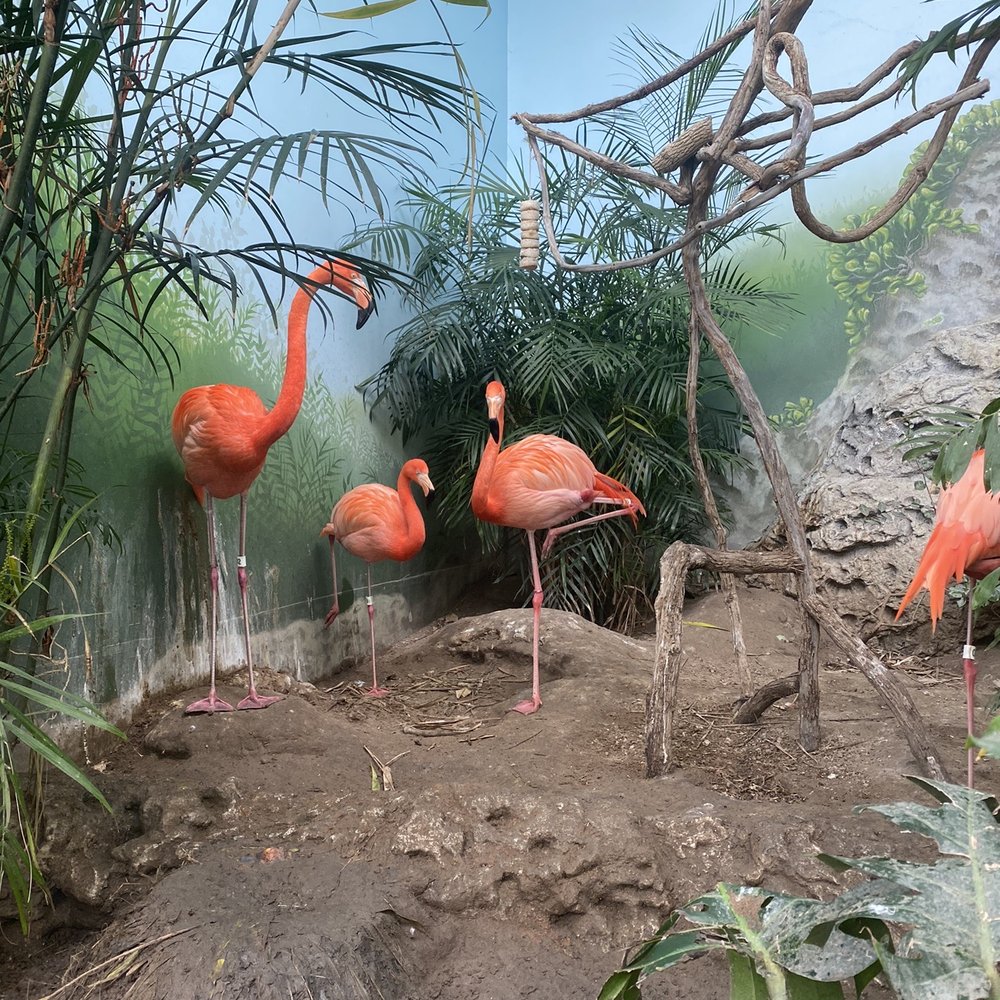 Texas State Aquarium - Aquariums Near Me - Corpus Christi, Texas Texas State Aquarium - Aquariums Near Me - Corpus Christi, Texas
