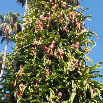 WESTERN CACTUS ENTERPRIZES - Updated June 2026 - 11 Photos - 1860 Monte  Vista Dr, Vista, California - Nurseries & Gardening - Phone Number - Yelp