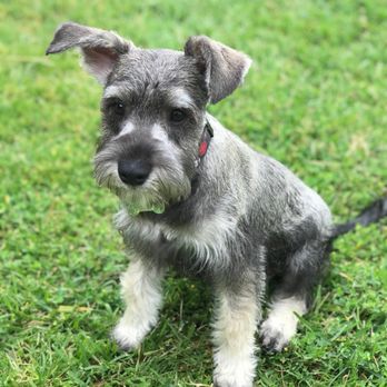 Reese's Rainbow Mobile Pet Salon - Miniature schnauzer cut "Otis" - Pet Groomers Near Me Reese's Rainbow Mobile Pet Salon - Miniature schnauzer cut "Otis" - Pet Groomers Near Me