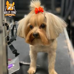 bullyzone pet supplies