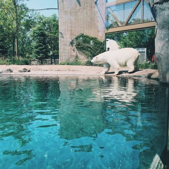 The Buffalo Zoo - Luna the polar bear approaching the water - Zoos Near Me - Buffalo, New York The Buffalo Zoo - Luna the polar bear approaching the water - Zoos Near Me - Buffalo, New York