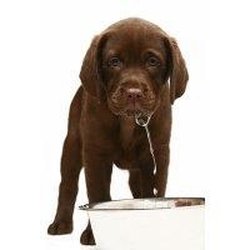 AllStar Water Systems - The Dog Days Of Summer - Puppies Prefer Purified H2O