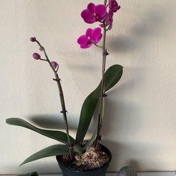 Orchid recently purchased here.