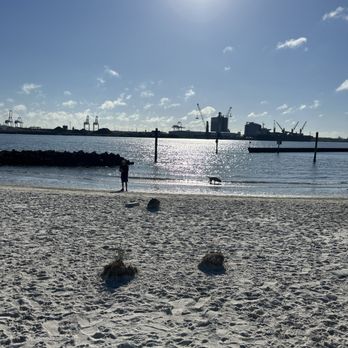 Davis Island Dog Beach - Sun is shining! Dogs are swimming! - Dog Parks Near Me - Tampa, Florida Davis Island Dog Beach - Sun is shining! Dogs are swimming! - Dog Parks Near Me - Tampa, Florida