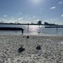 Photo of Davis Island Dog Beach