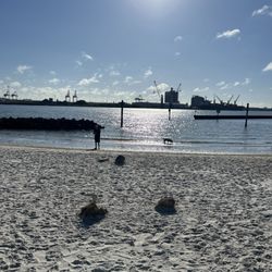 Davis Island Dog Beach - Sun is shining! Dogs are swimming!